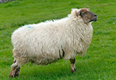 羊的正常體溫等數據